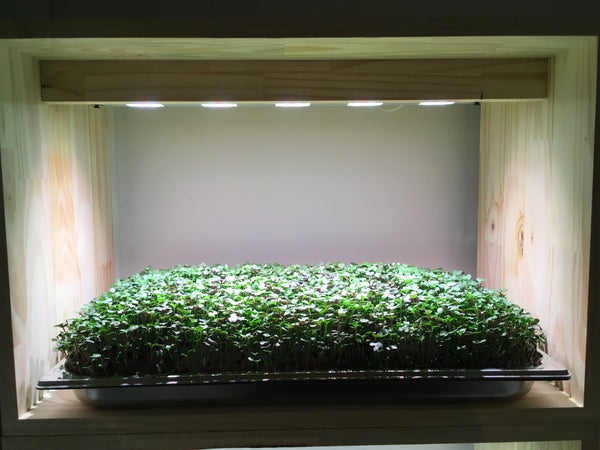 Potager d'intérieur Potagium complet avec LED et plateaux de culture en inox