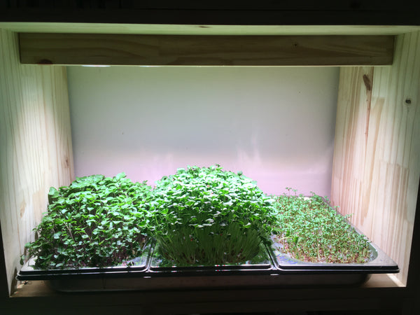 Potager d'intérieur modulaire