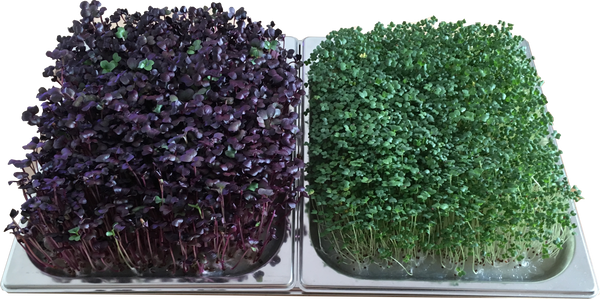 Bacs de culture en inox pour Potager d'intérieur, ici cultivés avec des radis rouge et des brocolis sur substrat d'agar agar.