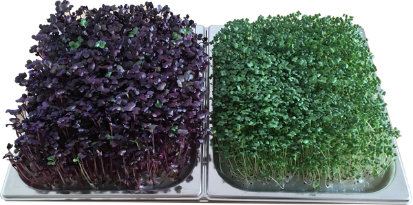  Bacs de culture en inox pour Potager d'intérieur, ici cultivés avec des radis rouge et des brocolis sur substrat d'agar agar.